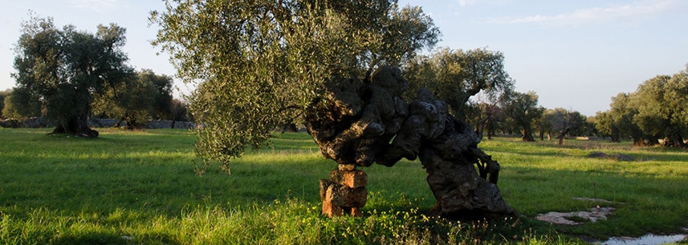 B&B Masseria Brancati
