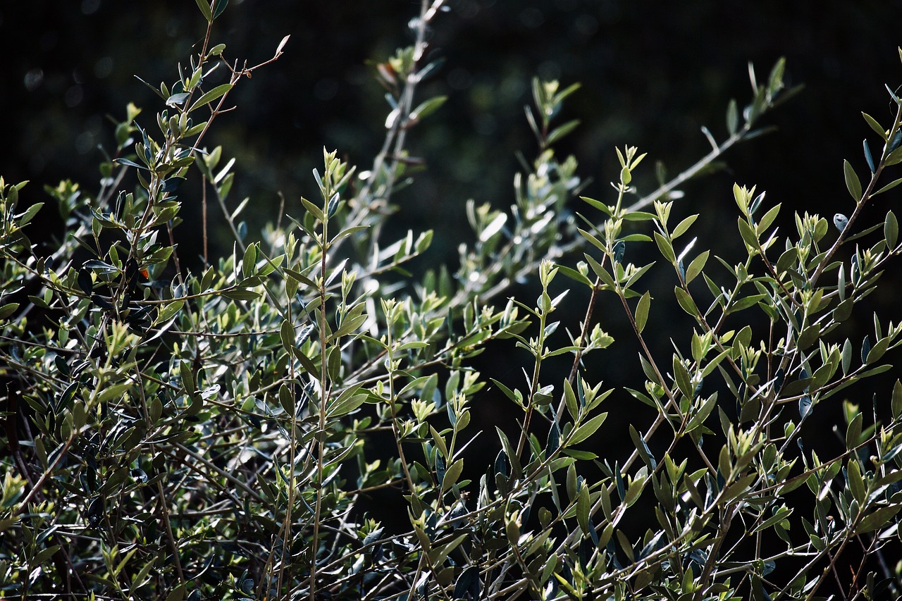 hd wallpaper, nature wallpaper, olive tree-3191570.jpg